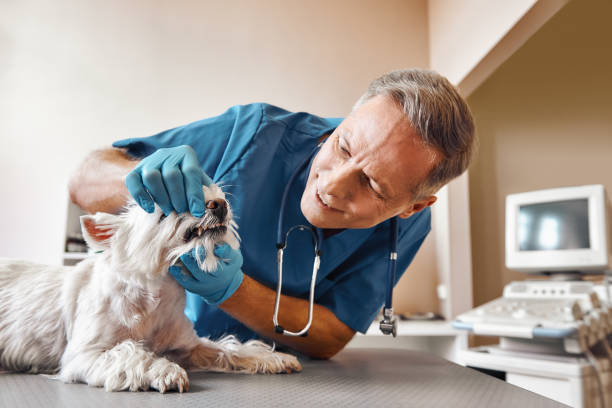 Best Emergency Root Canal Treatment in Lucasville, OH